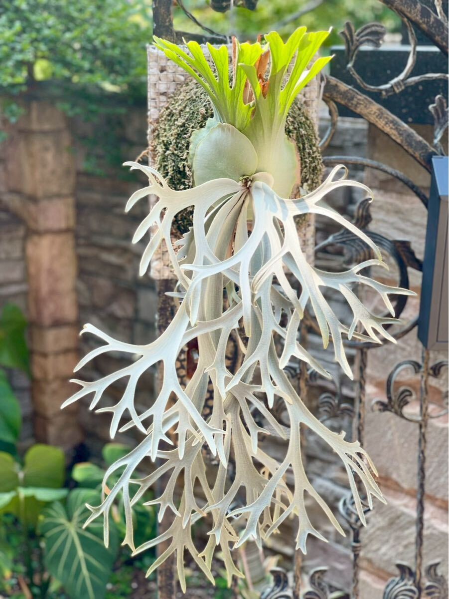 P. willinckii 'Yeti' OC pup 子株 ビカクシダ(ビカクシダ、コウモリ