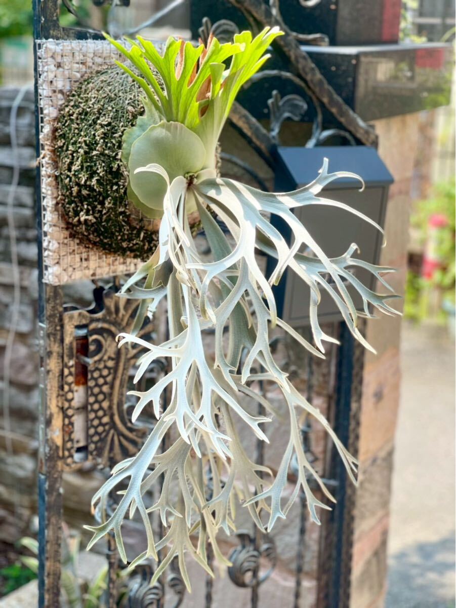 P. willinckii 'Yeti' OC pup 子株 ビカクシダ(ビカクシダ、コウモリ