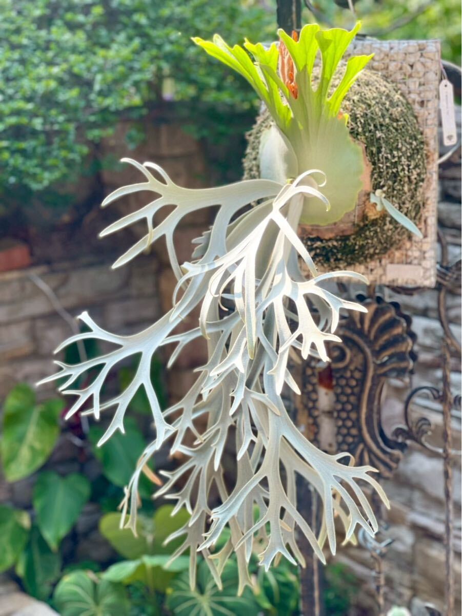 willinckii 伊右衛門　pup ビカクシダ P. willinckii 'Yeti' OC pup 子株 ビカクシダ(ビカクシダ、コウモリ