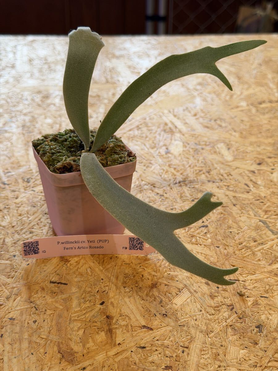 P. willinckii 'Yeti' OC pup 子株 ビカクシダ(ビカクシダ、コウモリ
