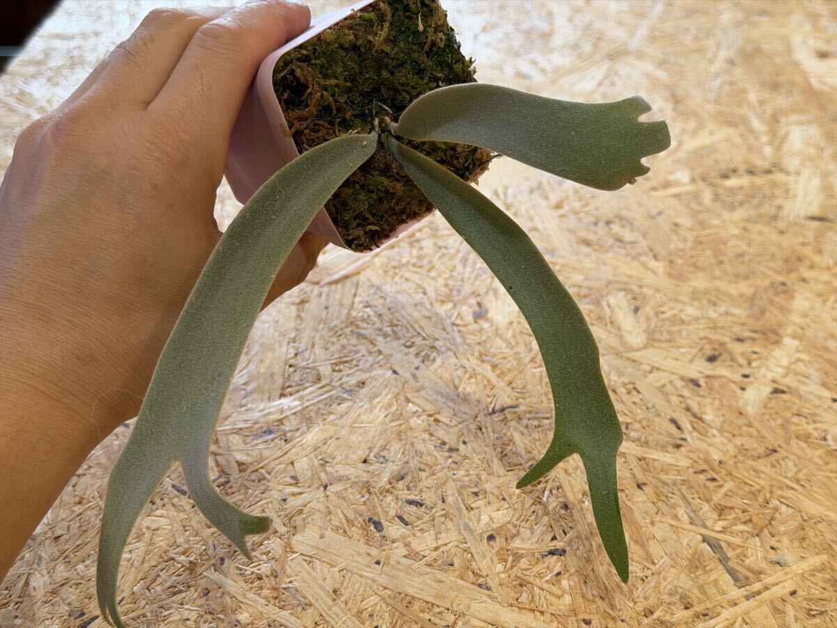 P. willinckii 'Yeti' OC pup 子株 ビカクシダ(ビカクシダ、コウモリ