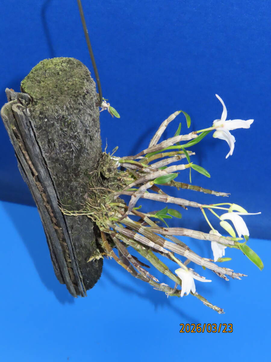 ヘゴ着け セッコク》 着生ラン：長生蘭：フウラン：石斛：山野草(ラン