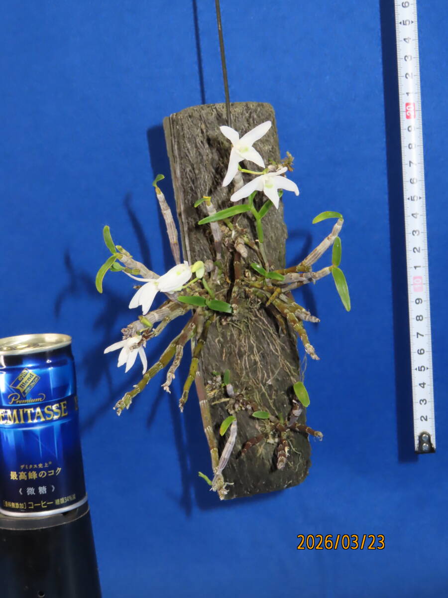 ヘゴ着け セッコク》 着生ラン：長生蘭：フウラン：石斛：山野草(ラン
