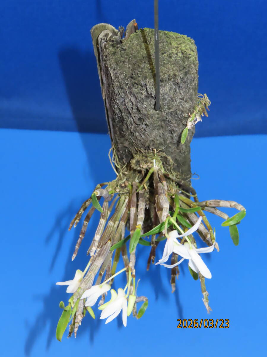 ヘゴ着け セッコク》 着生ラン：長生蘭：フウラン：石斛：山野草(ラン