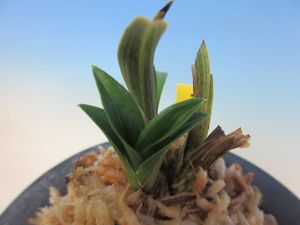 万年青銘品『鶴裳』成木　寒蘭　春蘭　東洋蘭　万年青 寒蘭のYahoo!オークション(旧ヤフオク!)の相場・価格を見る｜Yahoo