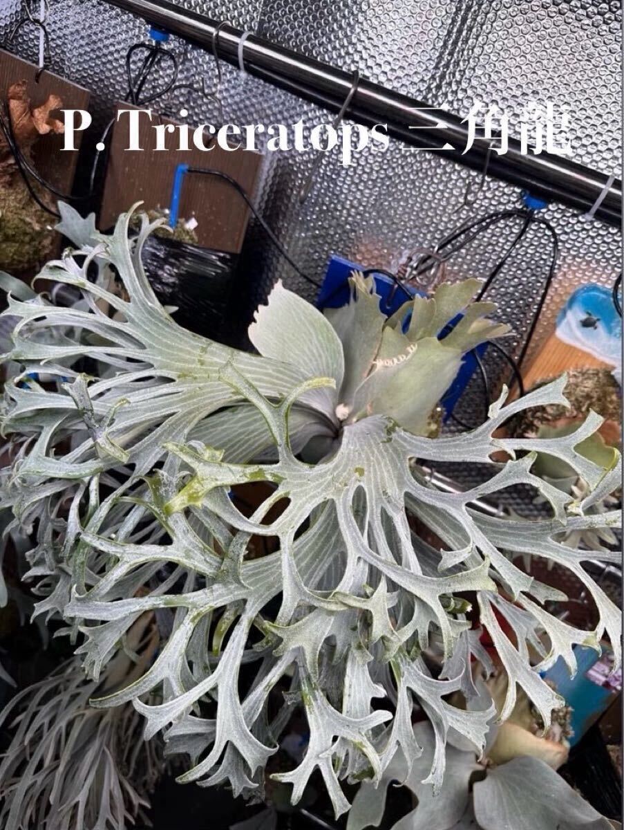 ビカクシダ P.Triceratops 三角龍（TC) P. Triceratops トリケラトプス