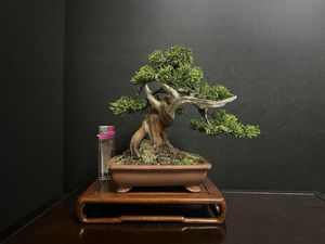 ブ*グ様 週末特別オークション　真柏　整棚　模様木　良サイズ　神　舎利　小品　中 盆栽 真柏のYahoo!オークション(旧ヤフオク!)の相場・価格を見る