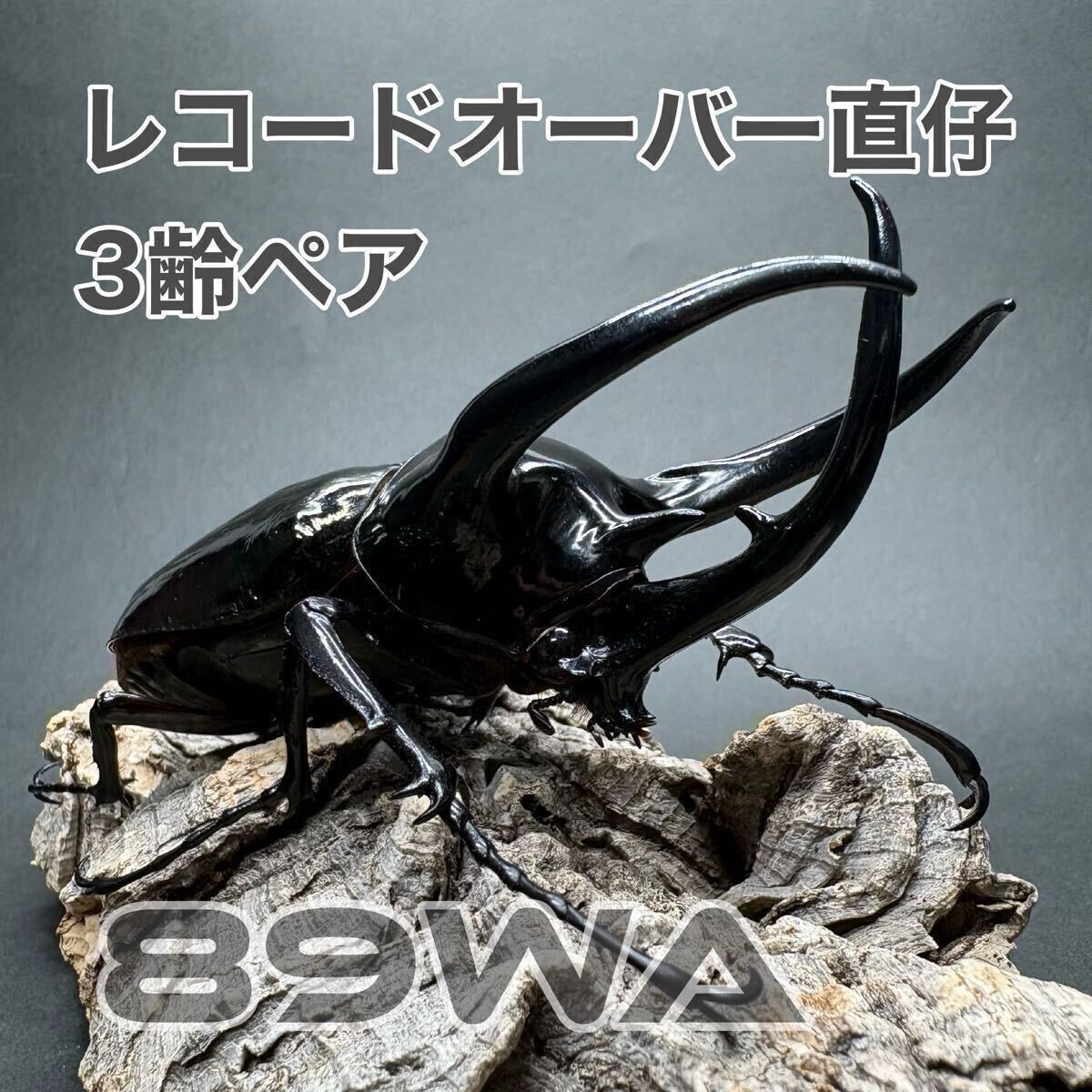 スマトラコーカサスの値段と価格推移は？｜31件の売買データから 