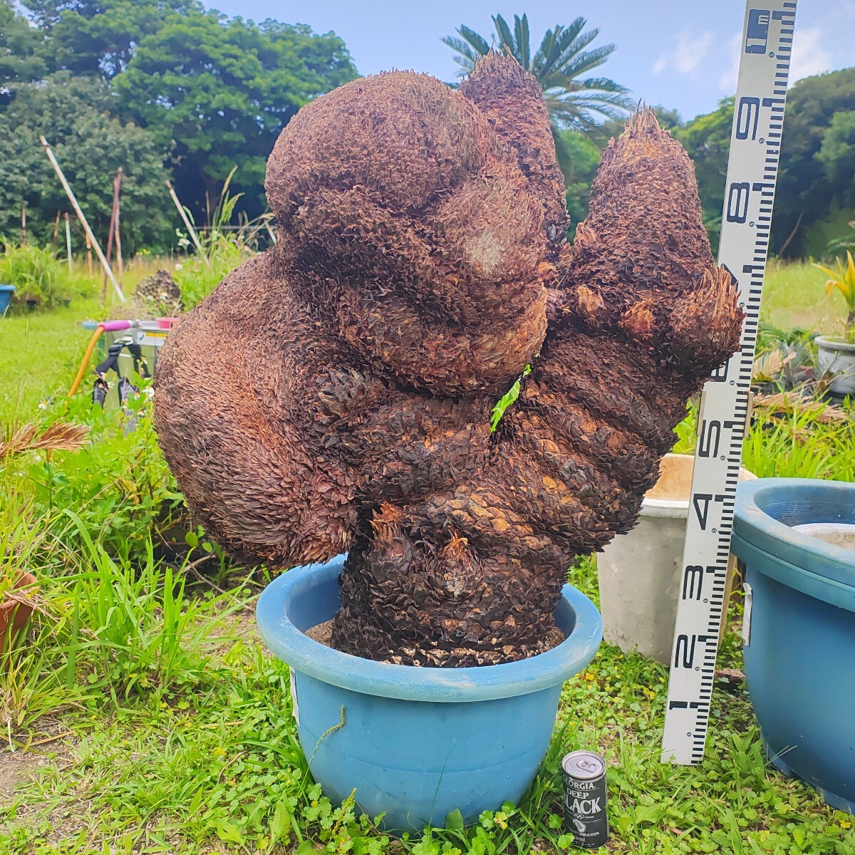 獅子蘇鉄　シシソテツ　　　　　　　山採り　胴切り 特大 獅子ソテツ 胴切り盆栽仕立て用 奄美大島産蘇鉄 原木発送(観葉