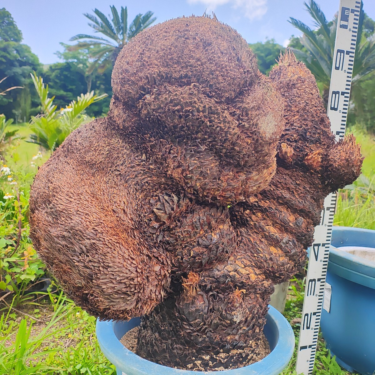 特大 獅子ソテツ 胴切り盆栽仕立て用 奄美大島産蘇鉄 原木発送(観葉