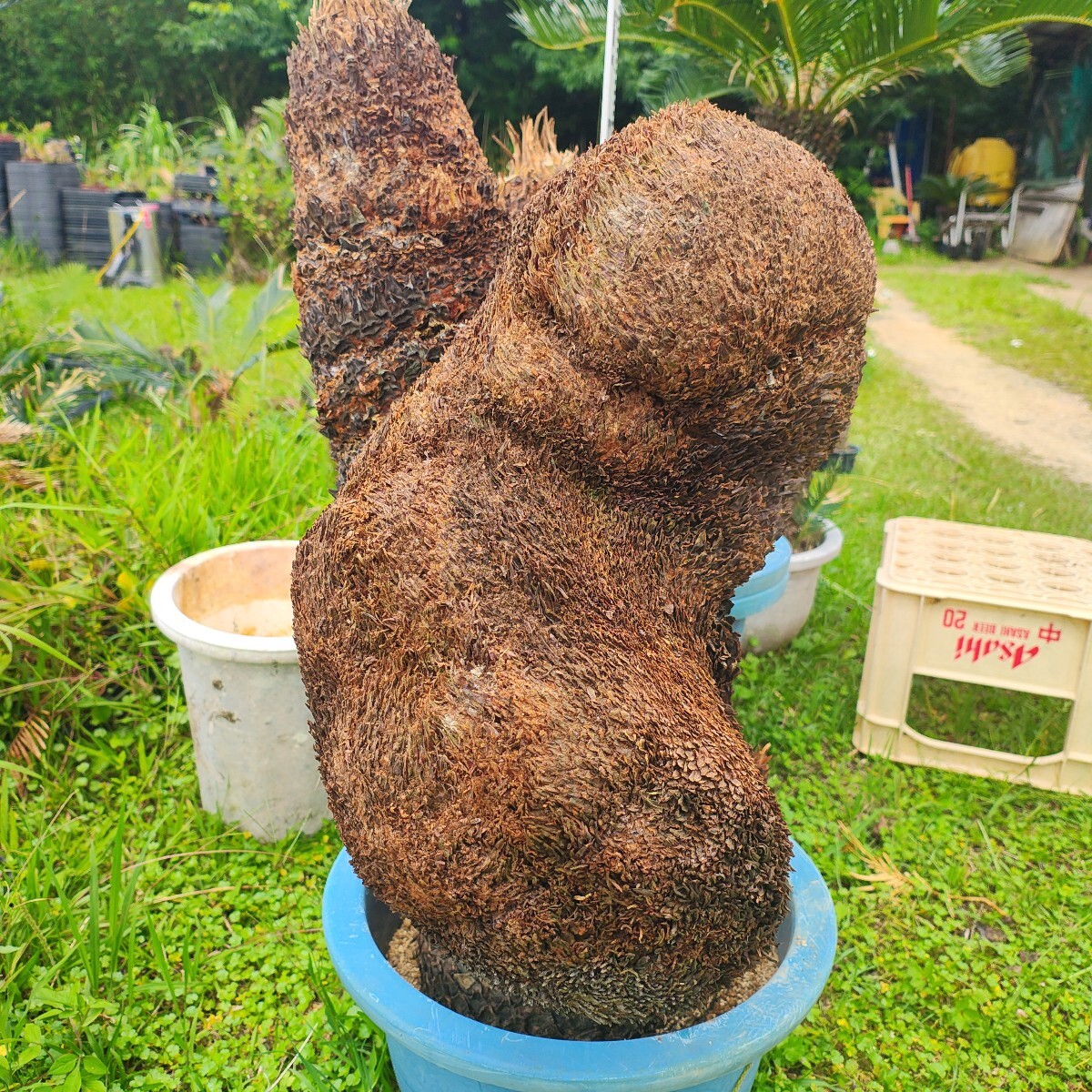 特大 獅子ソテツ 胴切り盆栽仕立て用 奄美大島産蘇鉄 原木発送(観葉