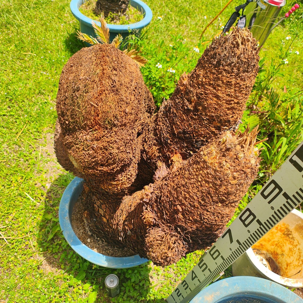 特大 獅子ソテツ 胴切り盆栽仕立て用 奄美大島産蘇鉄 原木発送(観葉