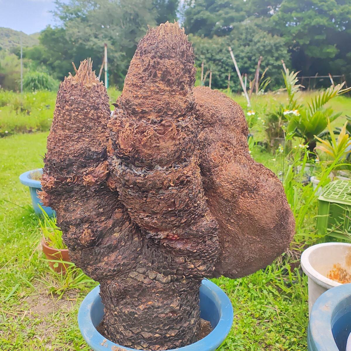 特大 獅子ソテツ 胴切り盆栽仕立て用 奄美大島産蘇鉄 原木発送(観葉