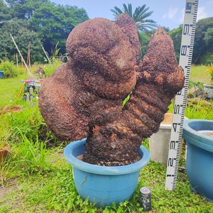 獅子ソテツの値段と価格推移は？｜28件の売買データから獅子ソテツの
