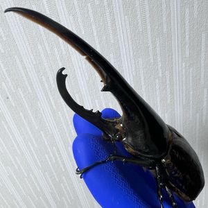 ヘラクレス 幼虫のYahoo!オークション(旧ヤフオク!)の相場・価格を見る