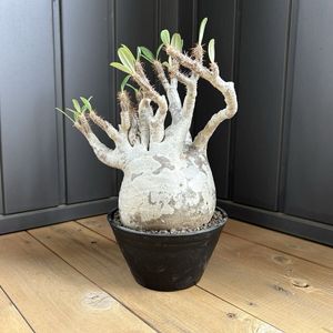 Yahoo!オークション(旧ヤフオク!)の観葉植物の相場・価格を見る｜Yahoo