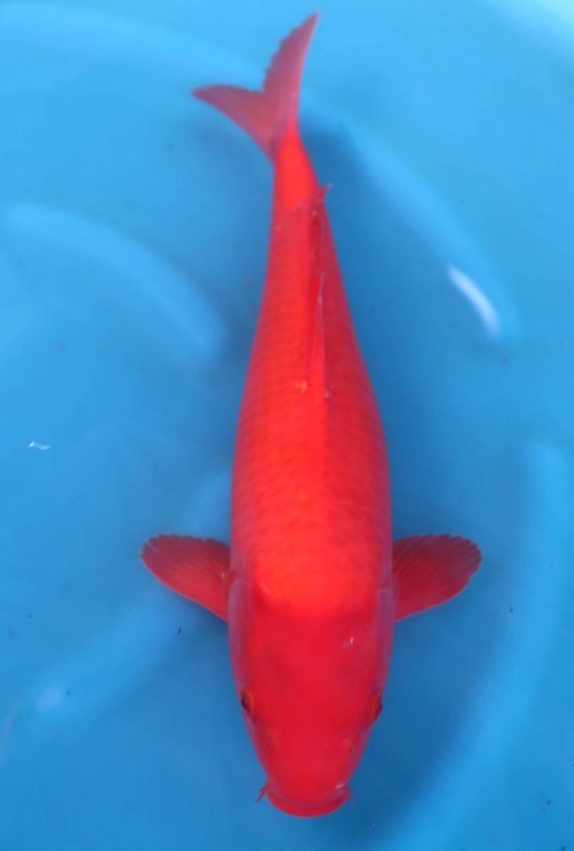 ☆坂本屋☆86018紅鯉、サイズ：45cm、性別：オス、2024年産(錦鯉