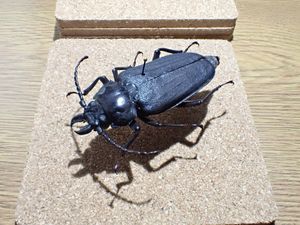 ウスバカミキリの値段と価格推移は？｜43件の売買データからウスバ