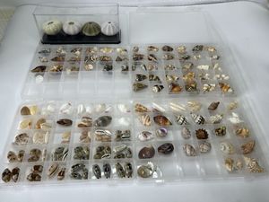 タカラガイ 標本の値段と価格推移は？｜18件の売買データから