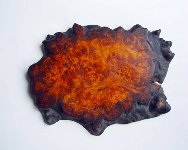 O　自然木ダケカンバ 瘤（コブ）木 　花台・敷板など　