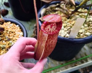 観葉植物 【ももがさ】Nepenthes 'Momogasa' Doi 食虫植物