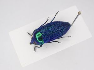 タマムシ標本の値段と価格推移は？｜11件の売買データからタマムシ標本