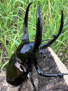 コーカサスオオカブトの値段と価格推移は？｜319件の売買データから