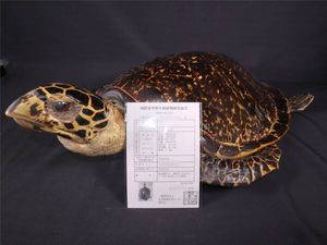 ウミガメ 剥製の値段と価格推移は？｜4件の売買データからウミガメ
