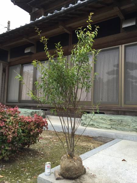 ■■ハイノキ株立　　　樹高1.3ｍ