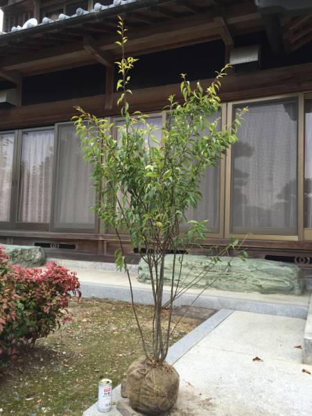 ■■ハイノキ株立　　　樹高1.3ｍ