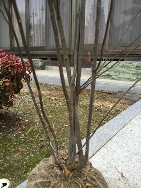 ■■ハイノキ株立　　　樹高1.3ｍ