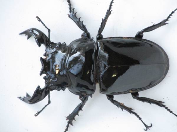 ☆初売りセール☆　Ｍ．タランドゥス ♂77mm×♀51mm