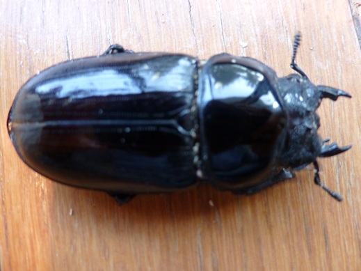 能勢YG血統 ♀54mm 新成虫