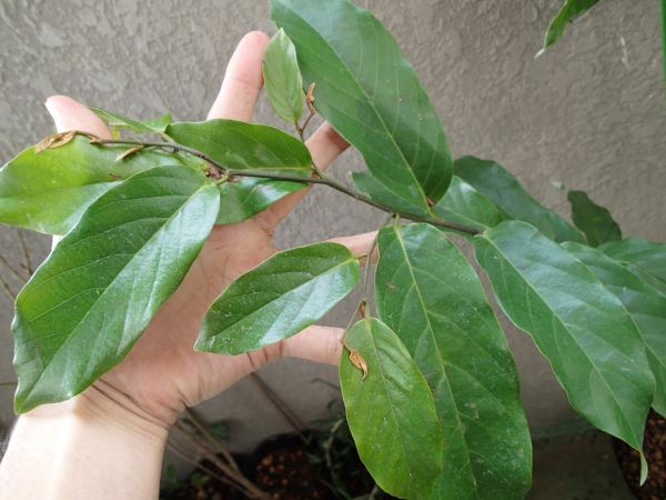 レッドイランイラン　香水・花木・観葉・園芸・バンレイシ科