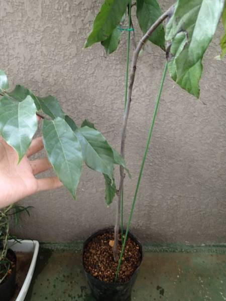 レッドイランイラン　香水・花木・観葉・園芸・バンレイシ科