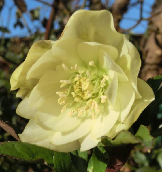 開花株クリスマスローズ・芳香性ddフレグランスイエロ-260