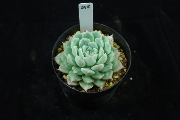多肉植物 エケベリア【アルバ美尼2】258