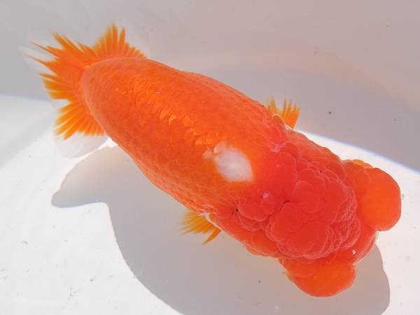 関東　超優良系統　明2歳（動画あり）０５