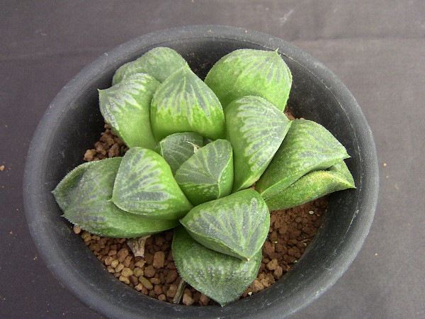 ★奈良研★サボテン・多肉色々★327★ピクタ×真珠★