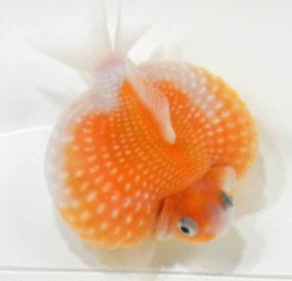 究極■ピンポンパール■Ｌサイズ160204-5