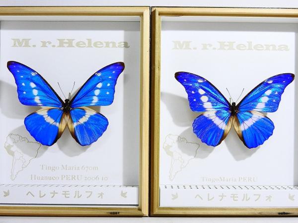 1275/◇蝶標本2頭 ヘレナモルフォ ペルー産 昆虫 *携帯電話でご覧方へ