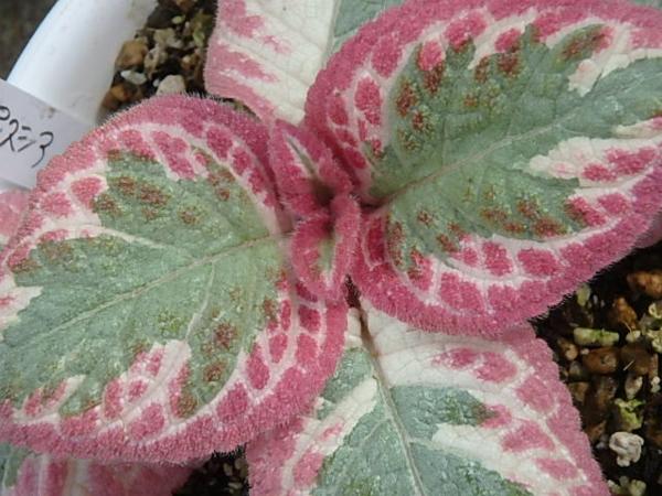 KN エピスシア クプレアタ 'クレオパトラ'(観葉植物)｜売買された