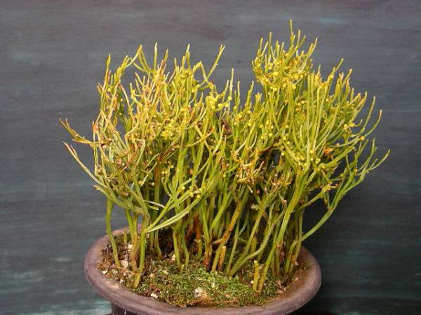 ☆松葉蘭【折鶴金斑】矮性山野草春蘭シダ巻柏