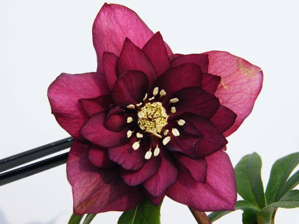 開花株 赤しべ レッド X セルフ クリスマスローズ ,赤しべレッドダブル