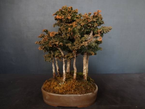《富士山》【石化ヒノキ】　寄せ植え　小品