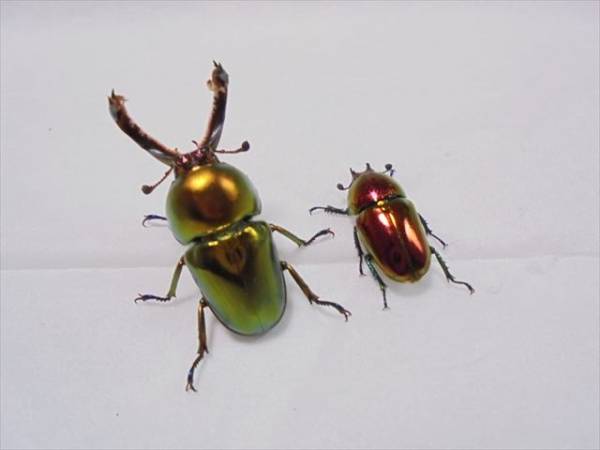 ☆ ラトレイユ キンイロ 初２令 ５頭