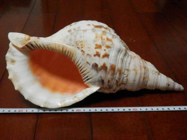 2026年最新沖縄の法螺貝 ほら貝の人気アイテム ☆沖縄天然 法螺貝