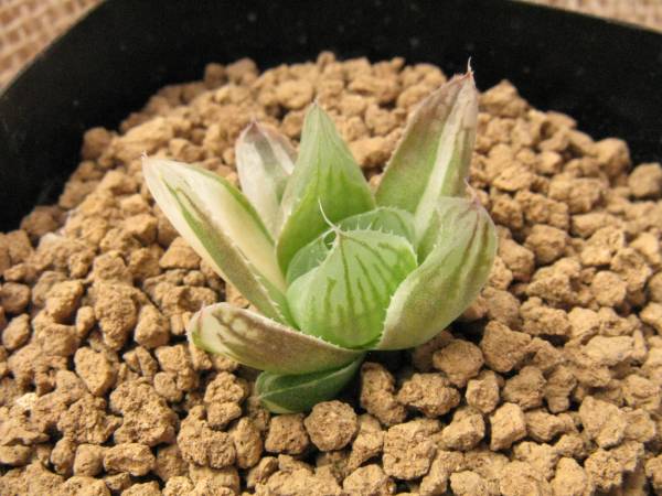 8 多肉植物 ハオルチア オブツーサ錦