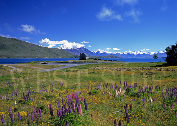 新作登場，送料無料 ルーピンの花 テカポ湖 教会 風景写真 額縁なし A3サイズ(自然、風景)｜売買されたオークション情報、yahooの商品情報をアーカイブ公開 - オークファン 自然、風景