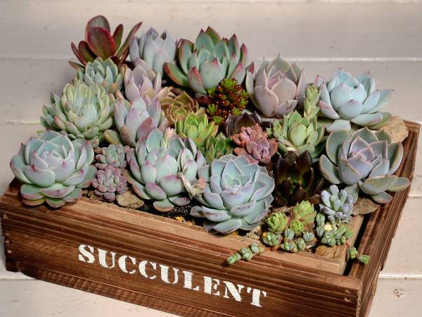 d4 多肉植物　星影・碧魚連など根付き苗25種